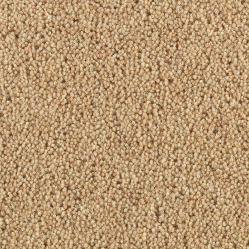 Carlton: Almond -  Carpet