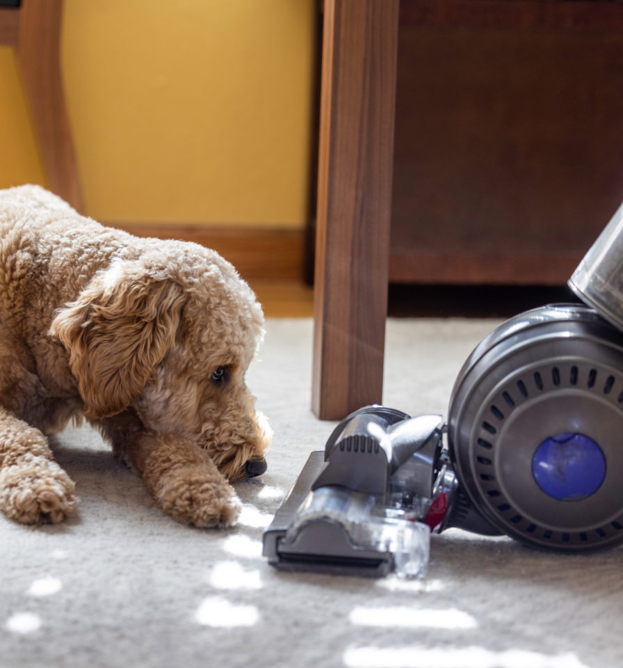 Choosing the Correct Vacuum for Your Carpet